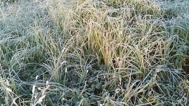 ФУТАЖ ИНЕЙ НА ТРАВЕ смотреть онлайн