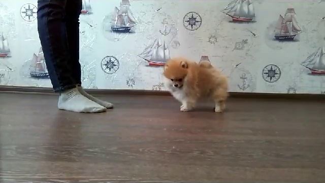 Хани 7 недель смотреть онлайн