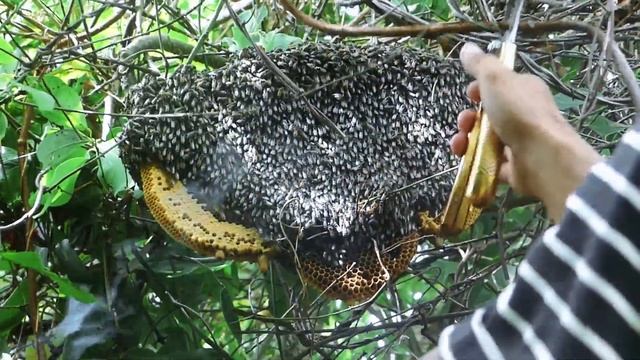 WOW A Brave Young Man Harvesting Natural Beehive By Hands смотреть онлайн