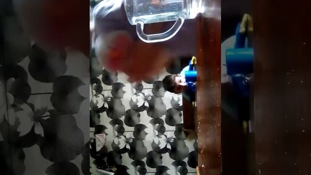 24 часа на кухне (сокращённо) 🐹🐶🦁