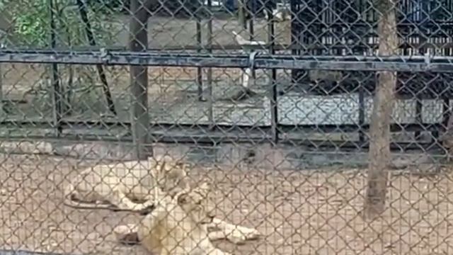 Safari tour on 21.09.18 смотреть онлайн