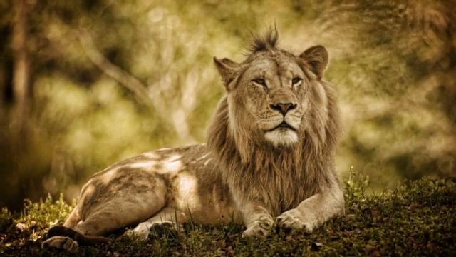 Africa - Safari смотреть онлайн