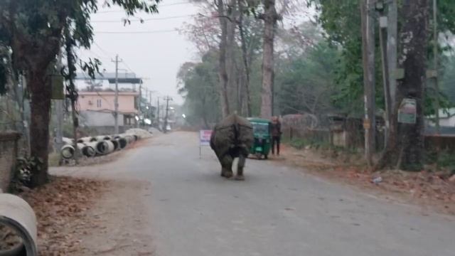 jungle safari in Nepal | Rhino on the Street | Rhino on the street of Sauraha| Nepal wildlife tour смотреть онлайн