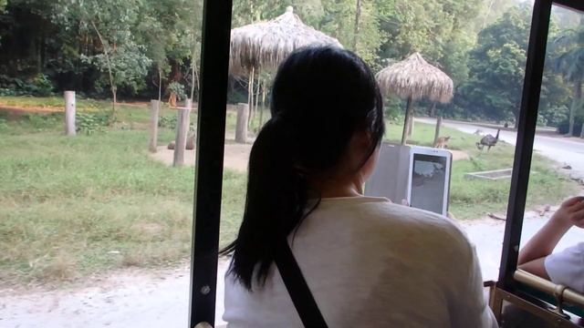 Chimelong safari park, safari on wheels, Australia смотреть онлайн