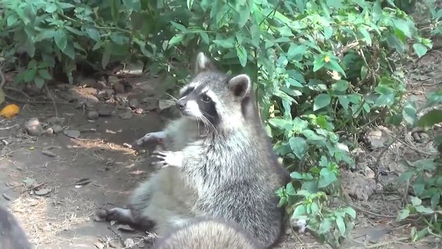Guangzhou Zoo смотреть онлайн