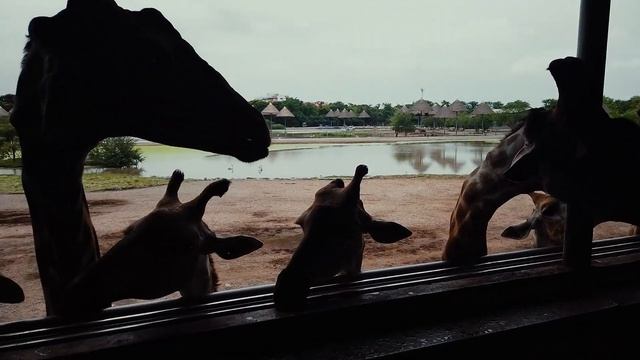 Sea Lion | Elephant show | Safari World Bangkok ( অসমীয়া Cinematic vlog ) смотреть онлайн