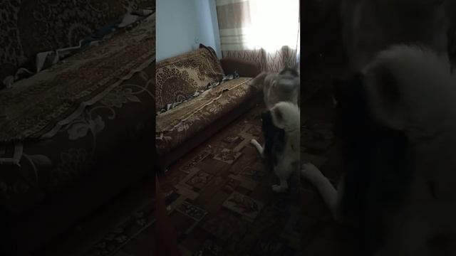 Пока мама на кухне 🤣🤣🤣#хаскитакиехаски смотреть онлайн
