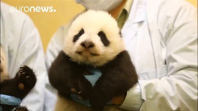 Baby pandas make their public debut in China safari park смотреть онлайн
