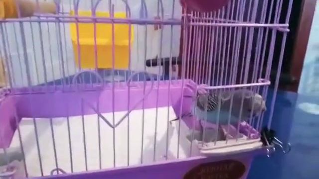 Смешной попугай Тоша