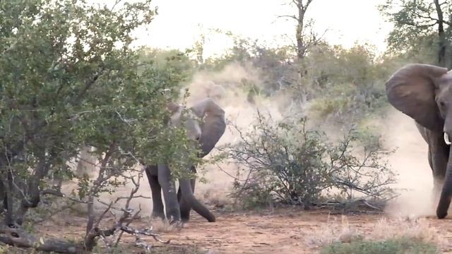 Makumu Private Game Lodge, Kruger Park, South Africa - Spectacular Game Drives & Wellbeing смотреть онлайн