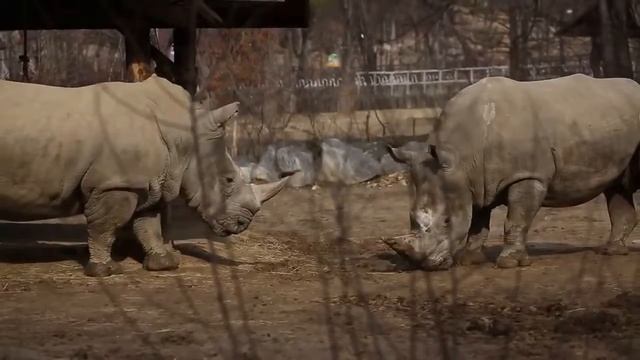 Rhino Mating -  Lion Mating - Funny Animal Mating -  Wild Africa Animals