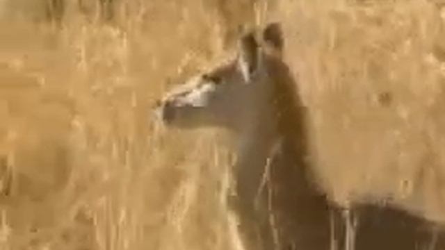 Asiatic Lions: Ranger Stations смотреть онлайн