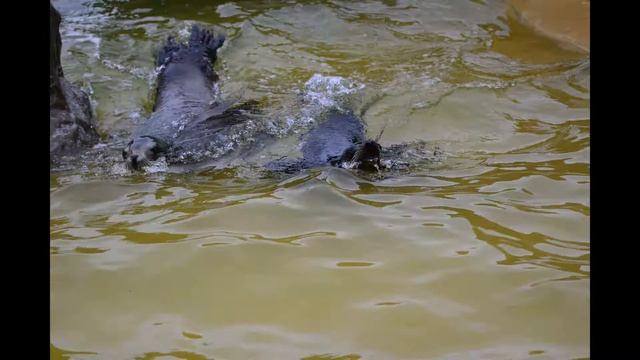 Knowsley Safari Park complete day out pictures put into motion смотреть онлайн