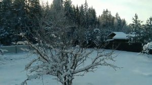 Сборка сруба из профилированного бруса.