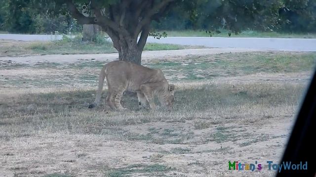Super fun Animal safari OSTRICH ATTACKS CAR, Elephants travelling in water смотреть онлайн
