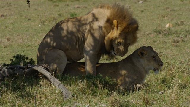 African lions mating lions смотреть онлайн