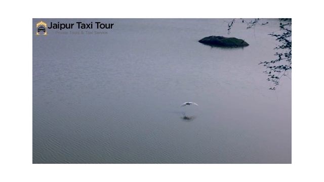 Sariska Jungle Safari, Sariska Tiger Reserve, Sariska Safari Booking Online смотреть онлайн