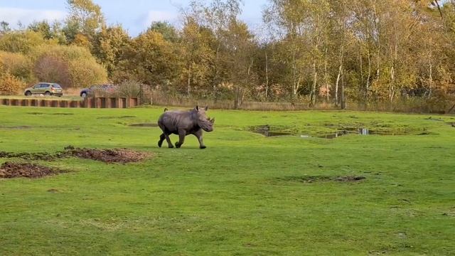 Givskud Zoo Zootopia - Givskud, Denmark 🇩🇰 смотреть онлайн