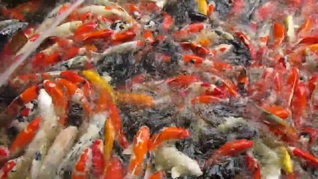 ปลาคาร์ฟ Fancy Carp Garden Safari Bangkok - 4 смотреть онлайн
