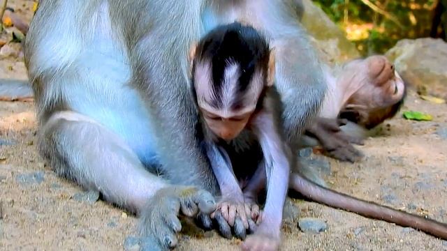 Awesome !! Baby Monkey Very Brave And Requests Daddy For Hugs And Playing