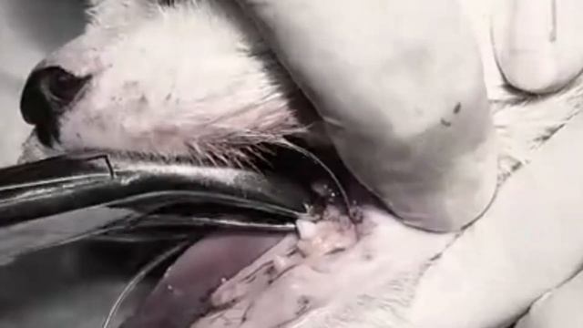 Emergency Cat Treatment: Saving a Very Injured Cat in the Hospital смотреть онлайн