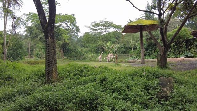 Taman Safari
