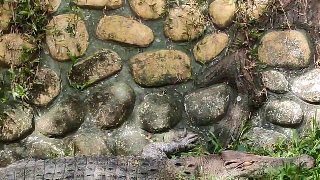 Cebu Safari Adventure смотреть онлайн