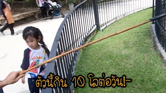 ทำใจดีสู้เสือที่ Hua Hin Safari กลัวกันทั้งพ่อแม่ลูก| Kids Channel | Cutie Family