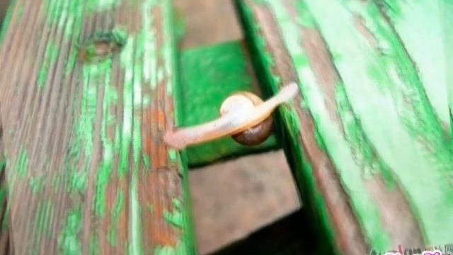 Smart and Brave Snail, 蜗牛也牛 смотреть онлайн