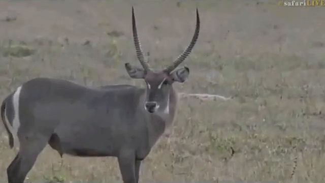 Pt 1 Safari Live's Sunrise Safari Drive at 6:30 AM on May 28, 2017 смотреть онлайн