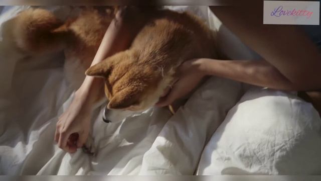 WOW!! Dogs🐕 so Brave and So Loyal 💕 #LoveKitty смотреть онлайн
