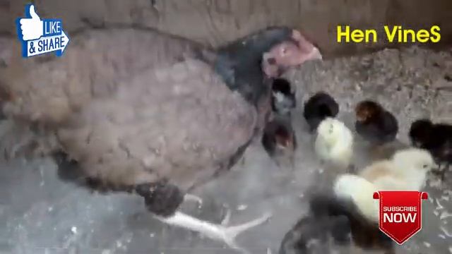 Real Eagle Attack Chicken Home + Brave Hen's Mother Protect & Save Her Baby Chickens From Eagle 201 смотреть онлайн