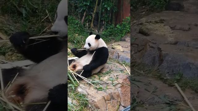 Pandas in Chimelong Safari Park (6) смотреть онлайн