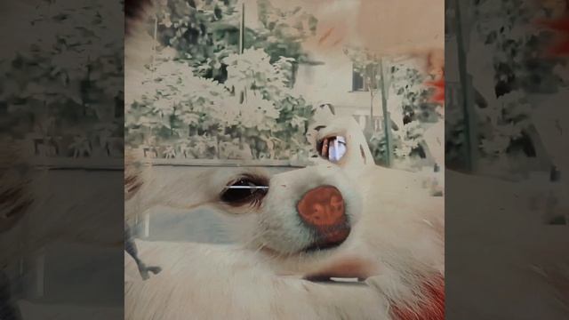 Заказала на Wildberries