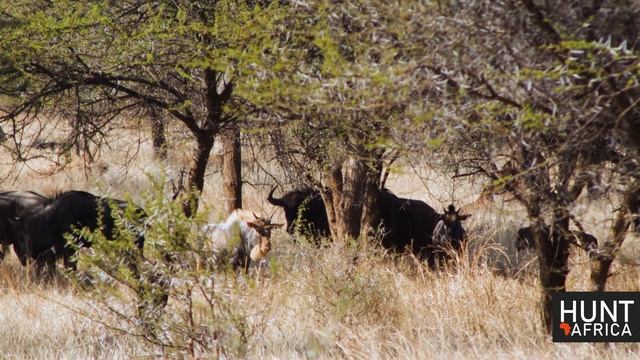 Walti & Eli van der Walt - Superior African Hunting Safaris смотреть онлайн