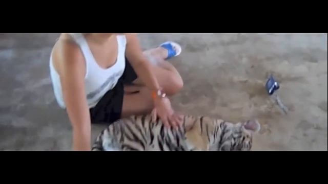 Hugging Tigers!? Compilation I Brave Tigers смотреть онлайн