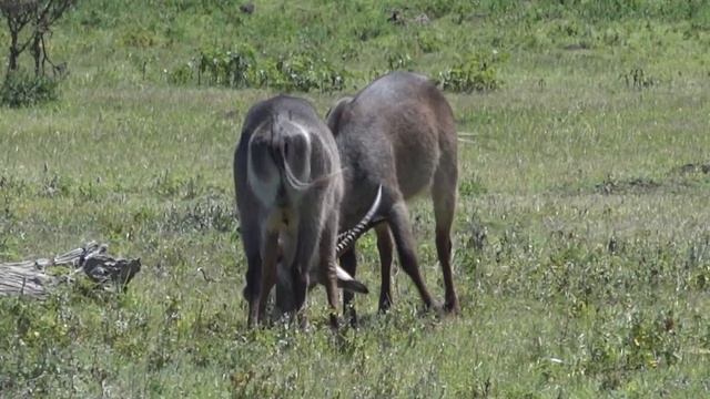Tanzania Safari Day Two смотреть онлайн