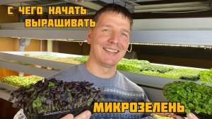 С чего начать выращивание микрозелени