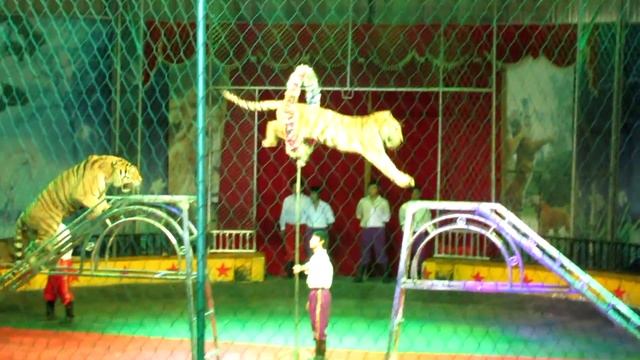 深圳野生動物園 - Shenzhen Safari Park смотреть онлайн