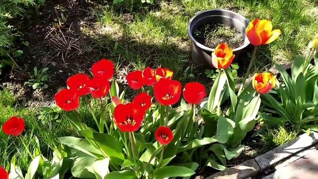 Куриные крылышки на природе.Кухня минимум +