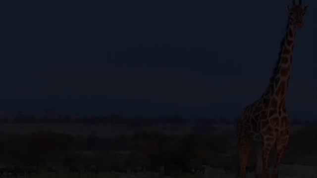 EPIC AFRICA: Helicopter Safari 2015 смотреть онлайн