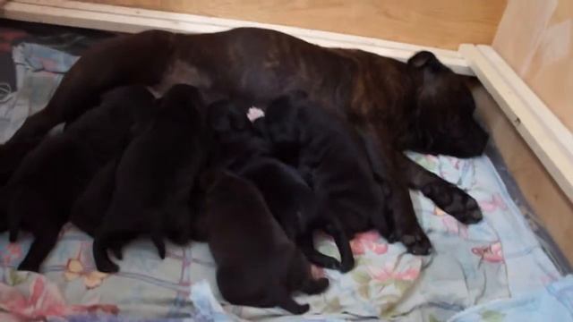 Молочная кухня Litter 