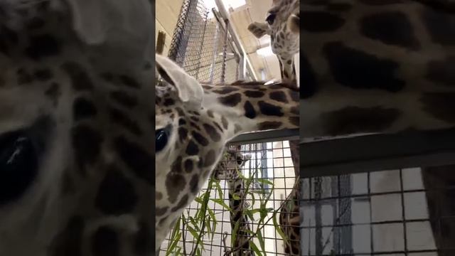 Home Safari – Baby Giraffe Theo and Fenn – Cincinnati Zoo смотреть онлайн