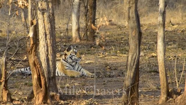 Spotted 3 TIGERS Together in my First Panna Jungle Safari | Bumper Tiger Sighting | Panna Best Zone смотреть онлайн