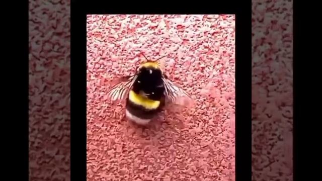 пчёлка смотреть онлайн