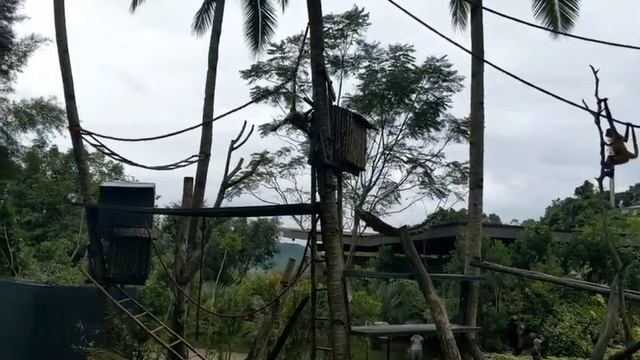 ANG GANDA NG SAFARI ADVENTURE PARK Part 4 смотреть онлайн
