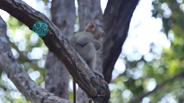 Rex Is Very Smart and Brave From His Personality But My Concern About Traffic Accident Will Happen. смотреть онлайн