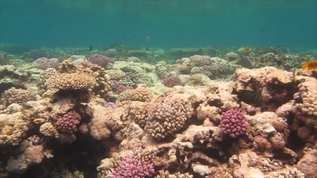 3minuti di mar rosso Marsa Alam смотреть онлайн