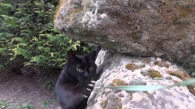Madame Ratty's garden safari! Living with Ragdolls смотреть онлайн