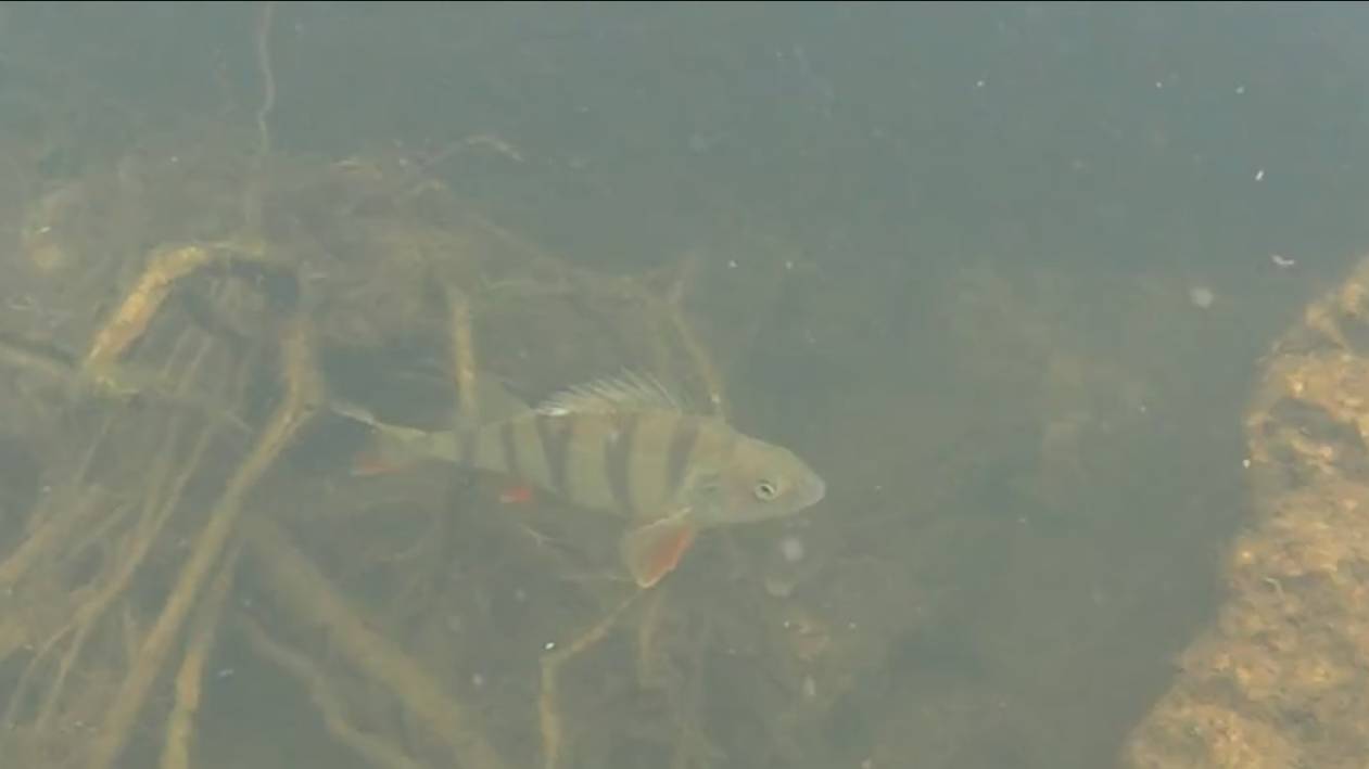 Подводная охота - окуневое место и выход карпа смотреть онлайн